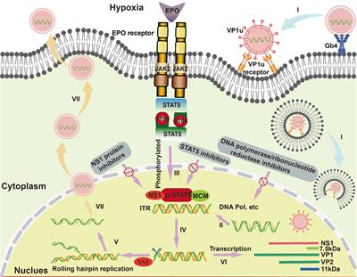 Towards the Antiviral Agents and Nanotechnology-Enabled Approaches Against Parvovirus B19